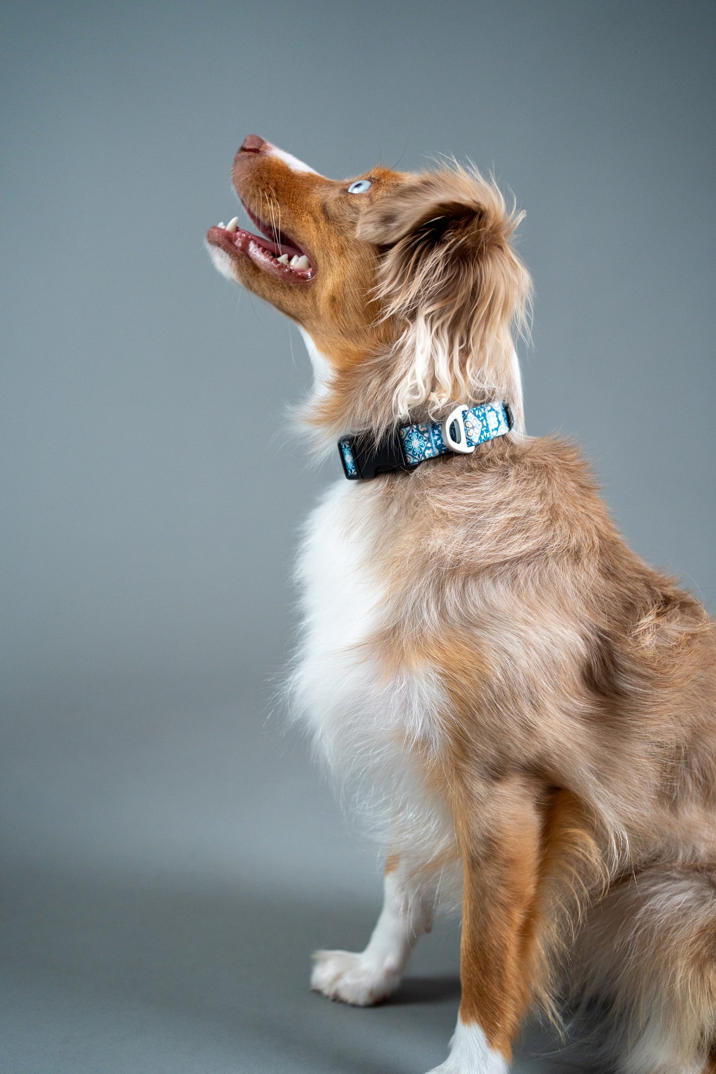 Dog Collar Tiles