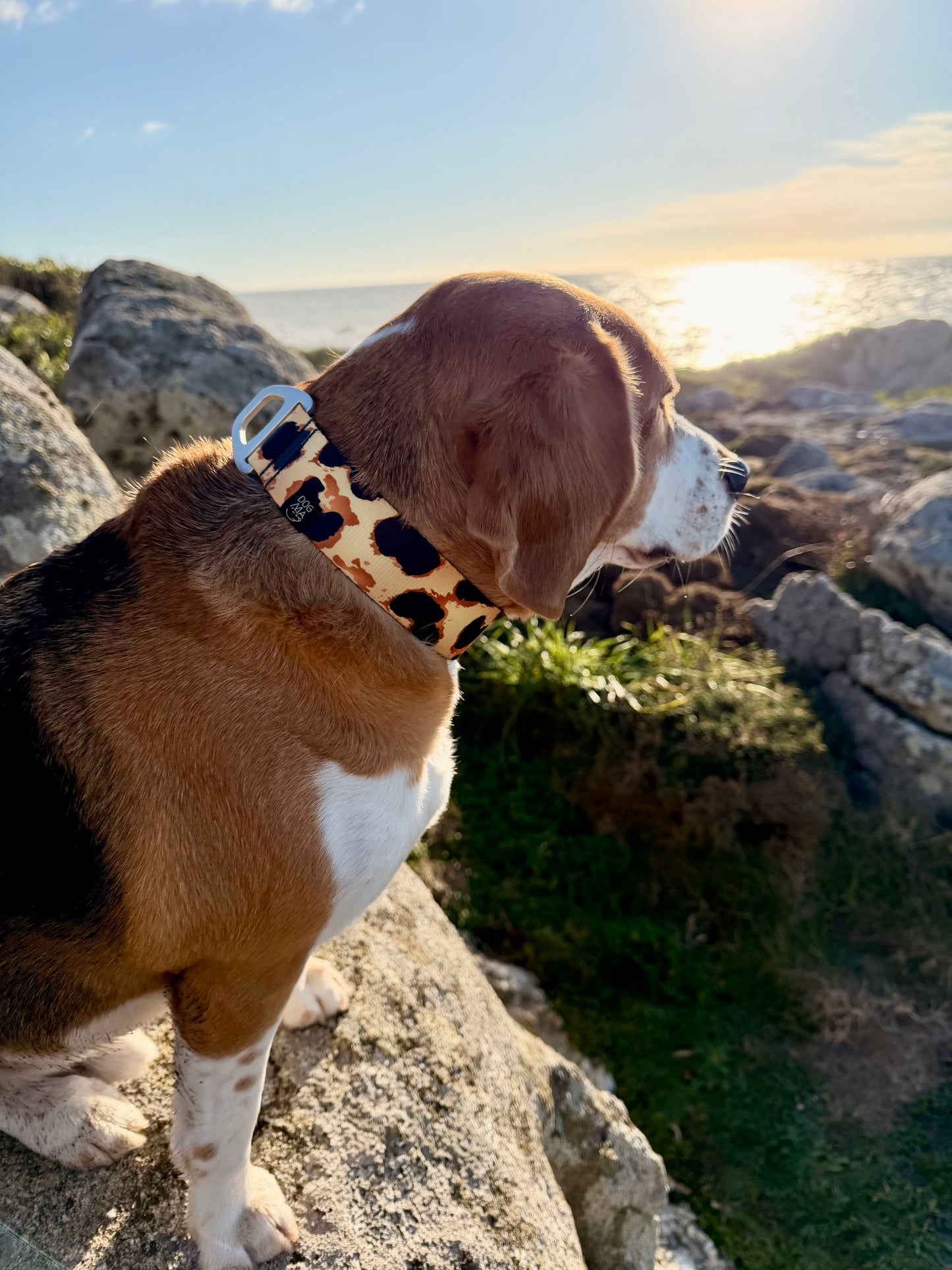 Dog Collar Classic Cheetah