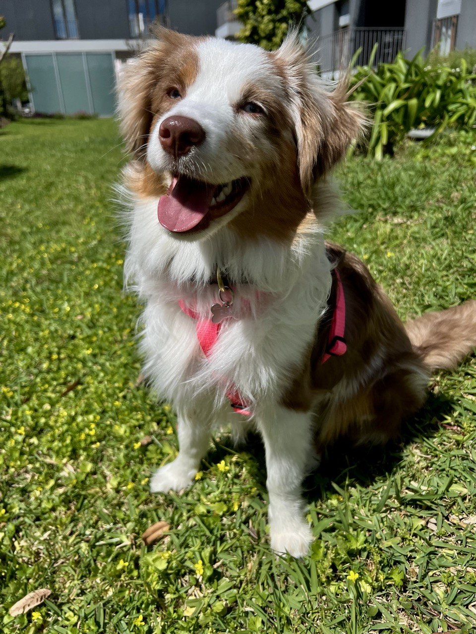Arnês em Y Pink Sorbet – Arnês Anatómico para Cães