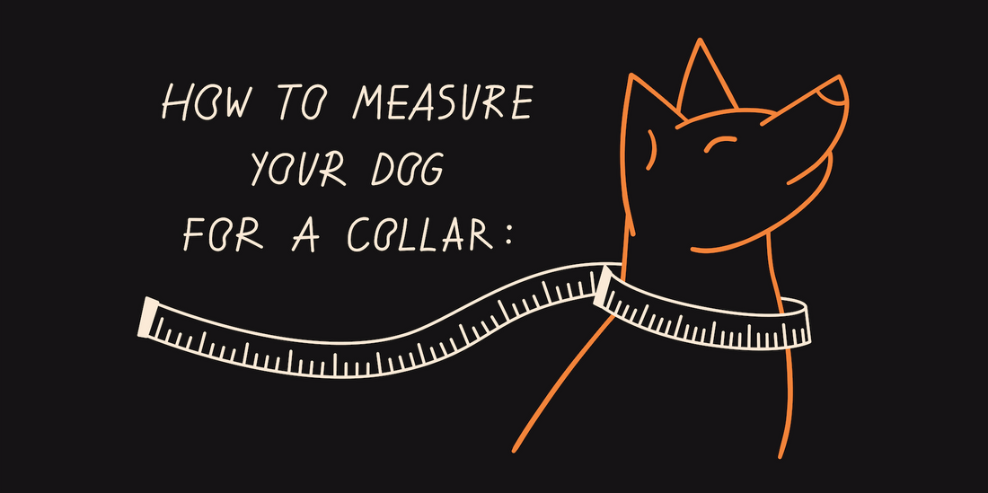 Dog Collar Selection Guide: Finding the Perfect Size