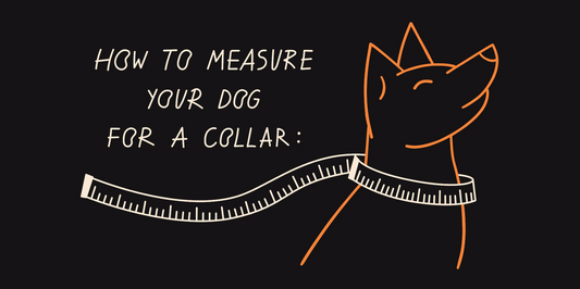 Dog Collar Selection Guide: Finding the Perfect Size