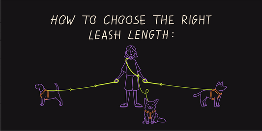 How to Choose the Right Leash Length