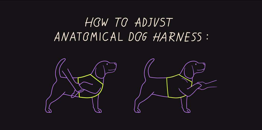 The Complete Guide to Fitting DOGMA Harness: Comfort, Safety & Perfect Fit