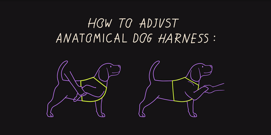 The Complete Guide to Fitting DOGMA Harness: Comfort, Safety & Perfect Fit