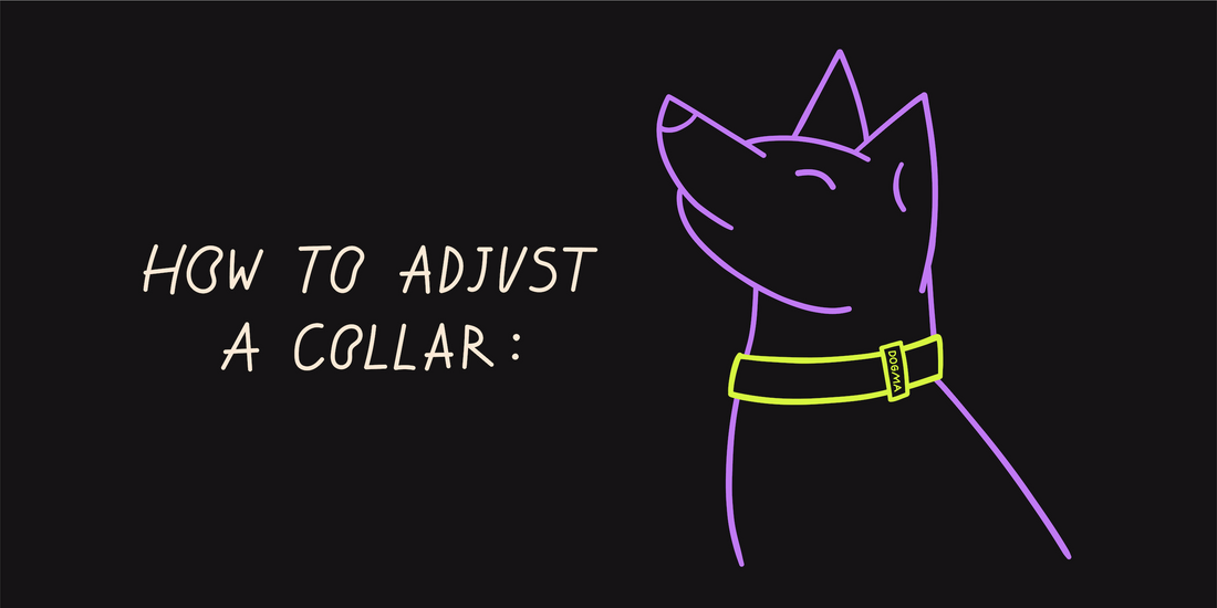 The Complete Guide to Proper Dog Collar Fitting