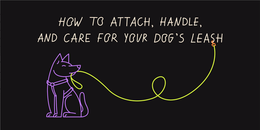 The Complete Guide for Using a Dog Leash