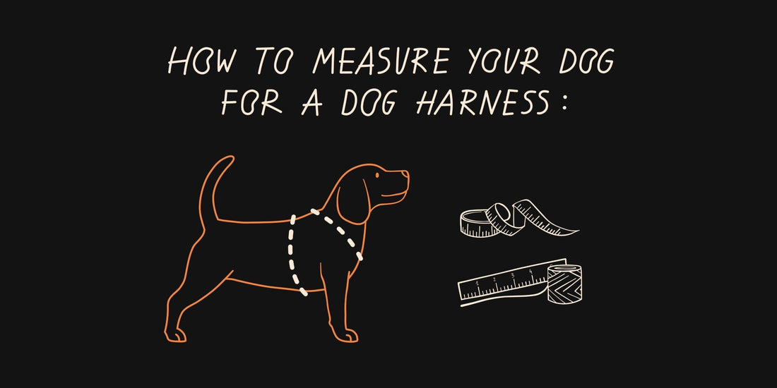 How to Measure Your Dog for the Perfect Anatomical Harness Fit