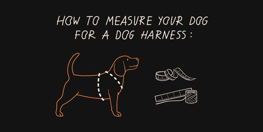 How to Measure Your Dog for the Perfect Anatomical Harness Fit
