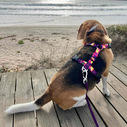 Dog on a leash looking out over a beach from a wooden deck.
