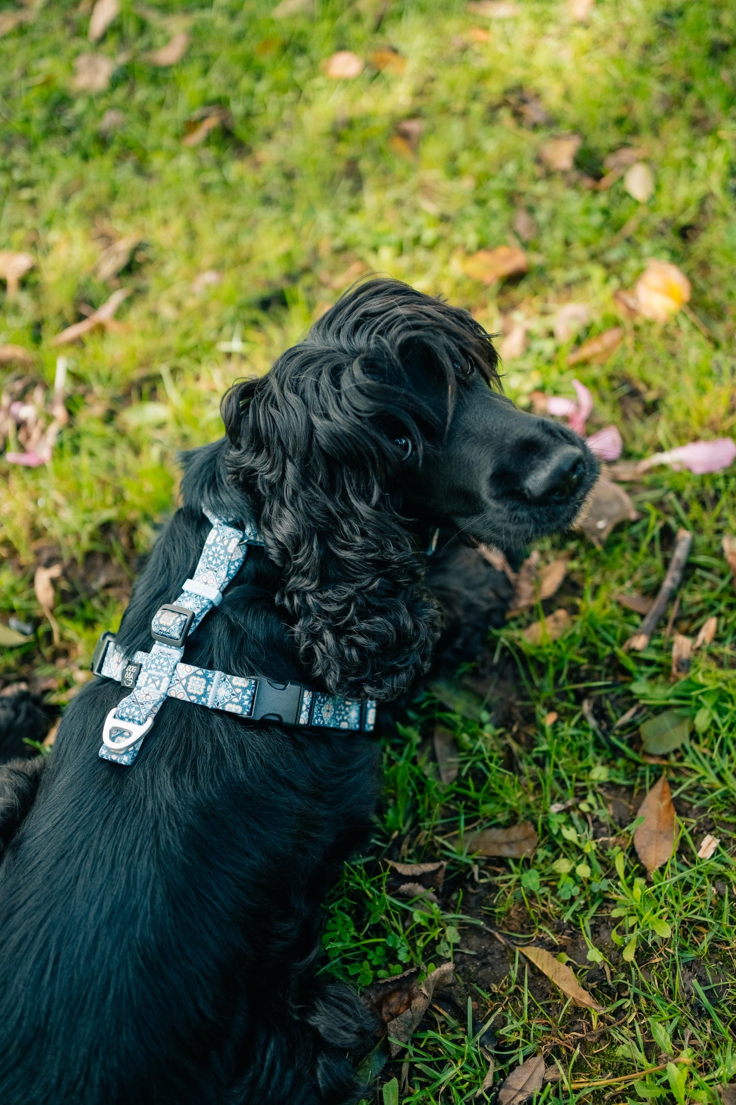 Y-Harness Tiles - Anatomical Dog Harness