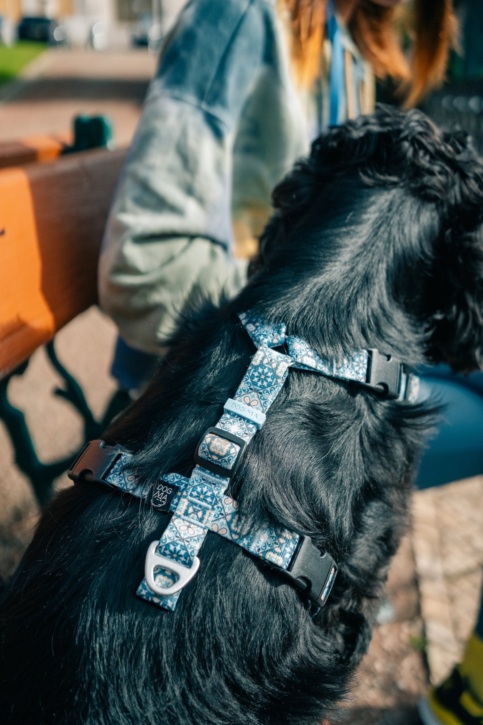 Dog wearing DOGMA anatomical harness and leash on a walk