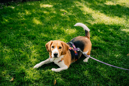 Y-Harness Tropical - Anatomical Dog Harness