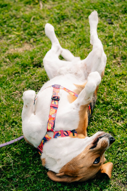 Y-Harness Tropical - Anatomical Dog Harness
