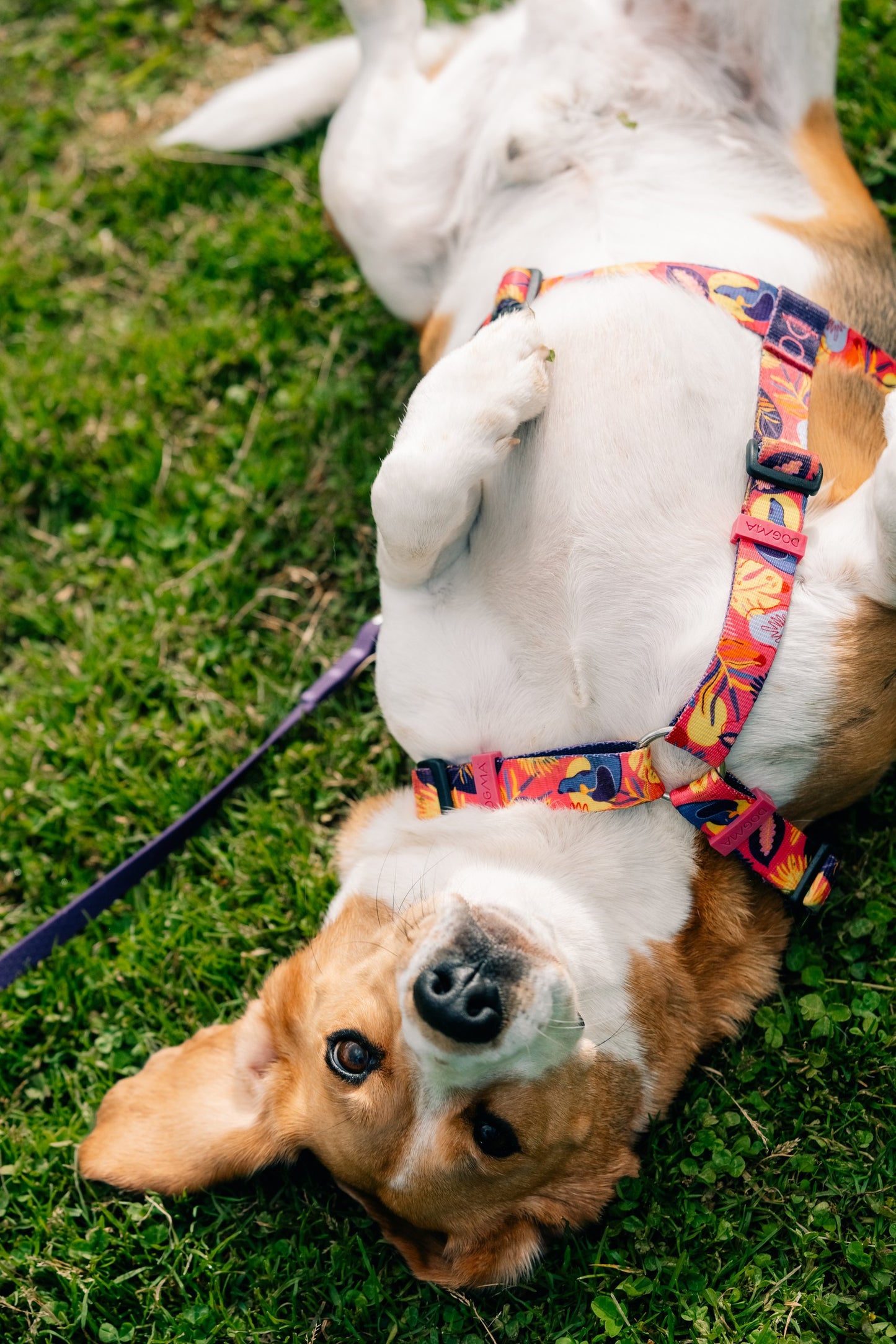 Y-Harness Tropical - Anatomical Dog Harness