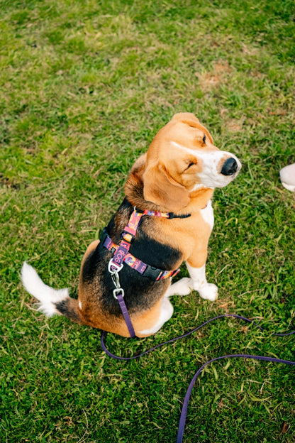 Y-Harness Tropical - Anatomical Dog Harness