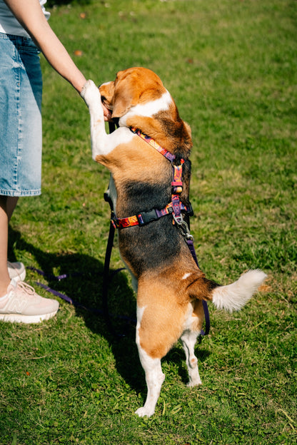 Y-Harness Tropical - Anatomical Dog Harness