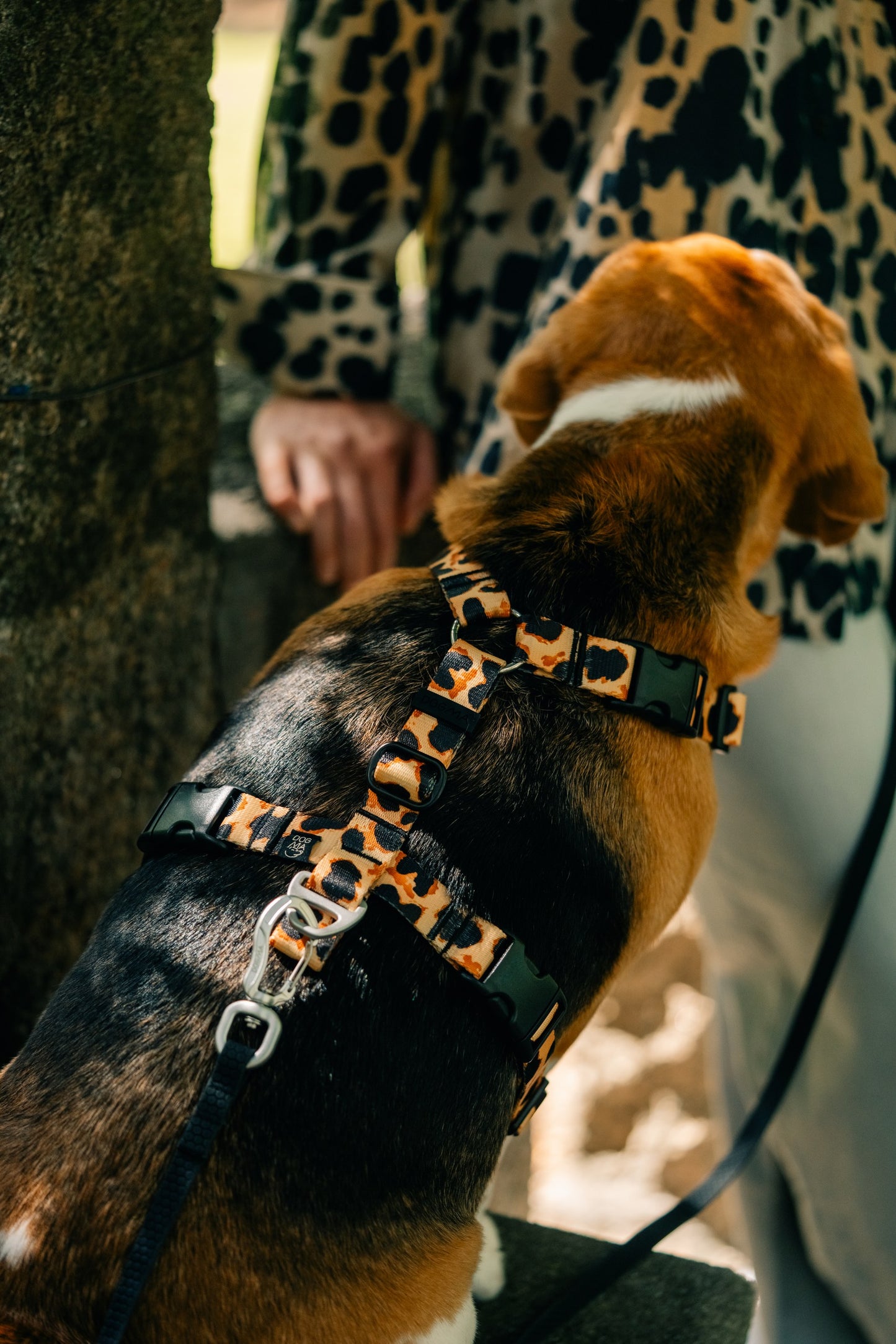 Y-Harness Classic Cheetah - Anatomical Dog Harness