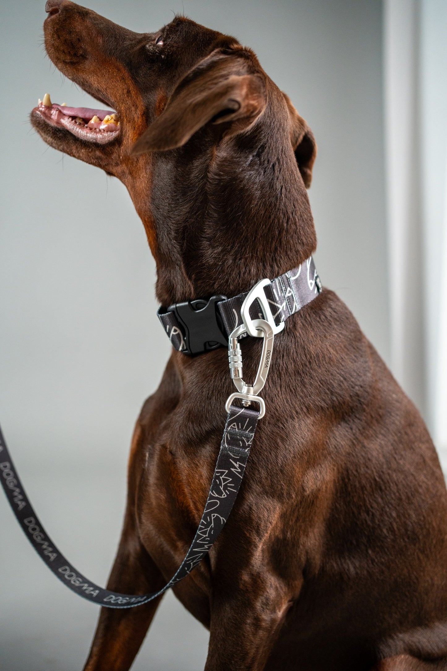 Dog Collar Dark Mode