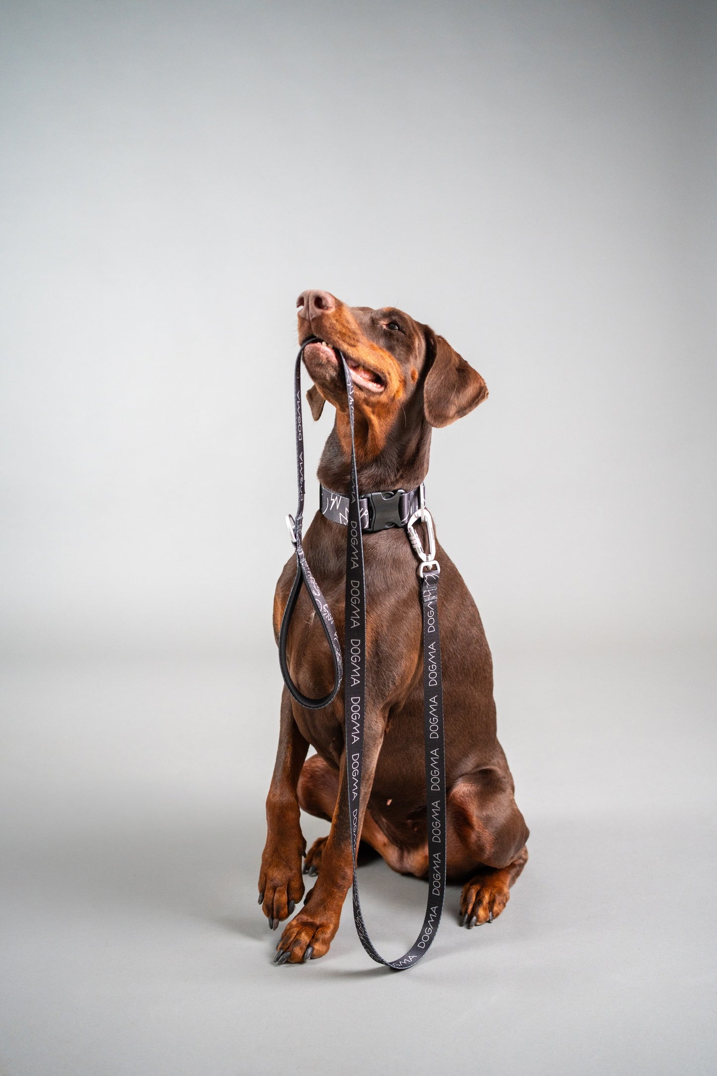Dog Collar Dark Mode