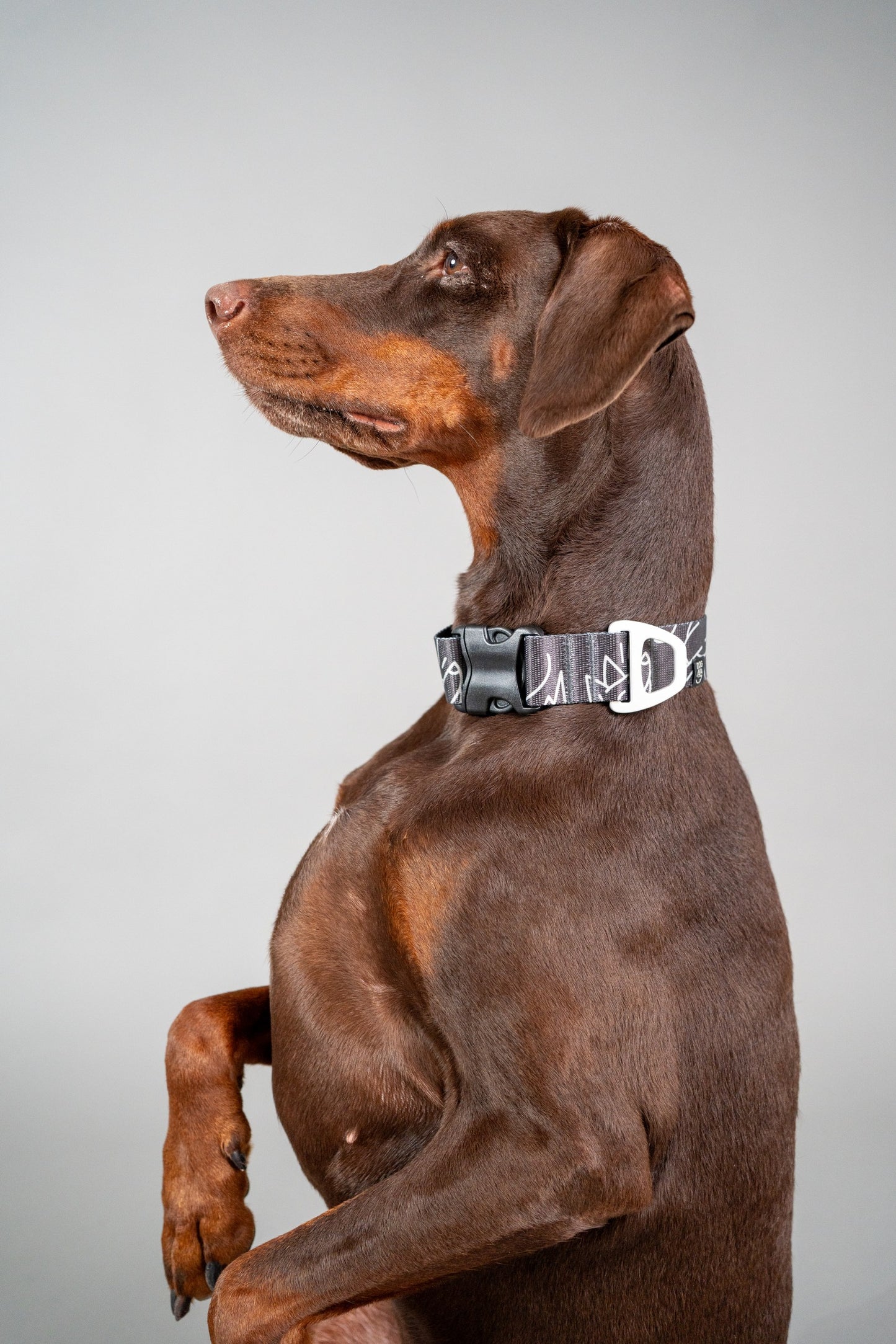 Dog Collar Dark Mode