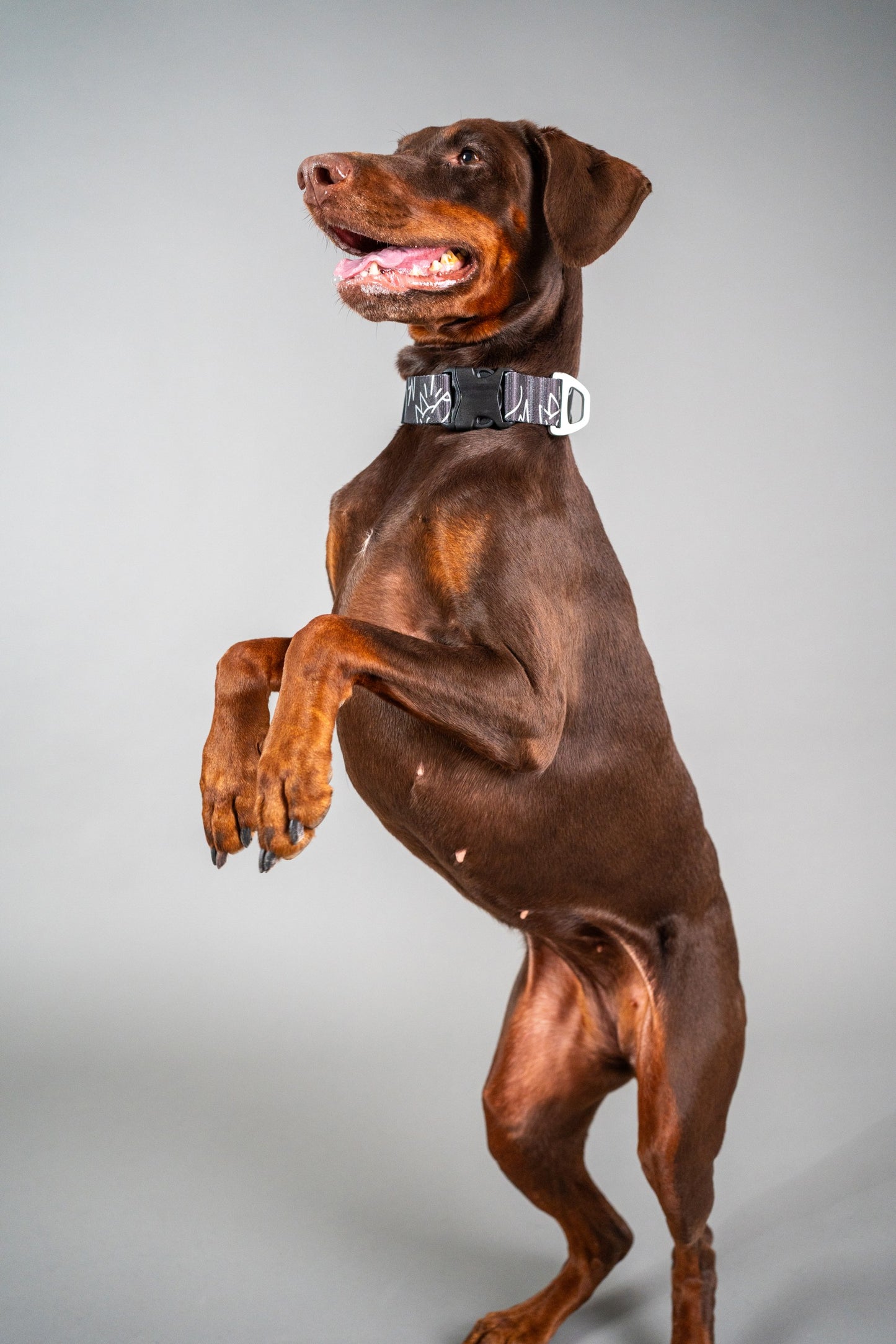Dog Collar Dark Mode