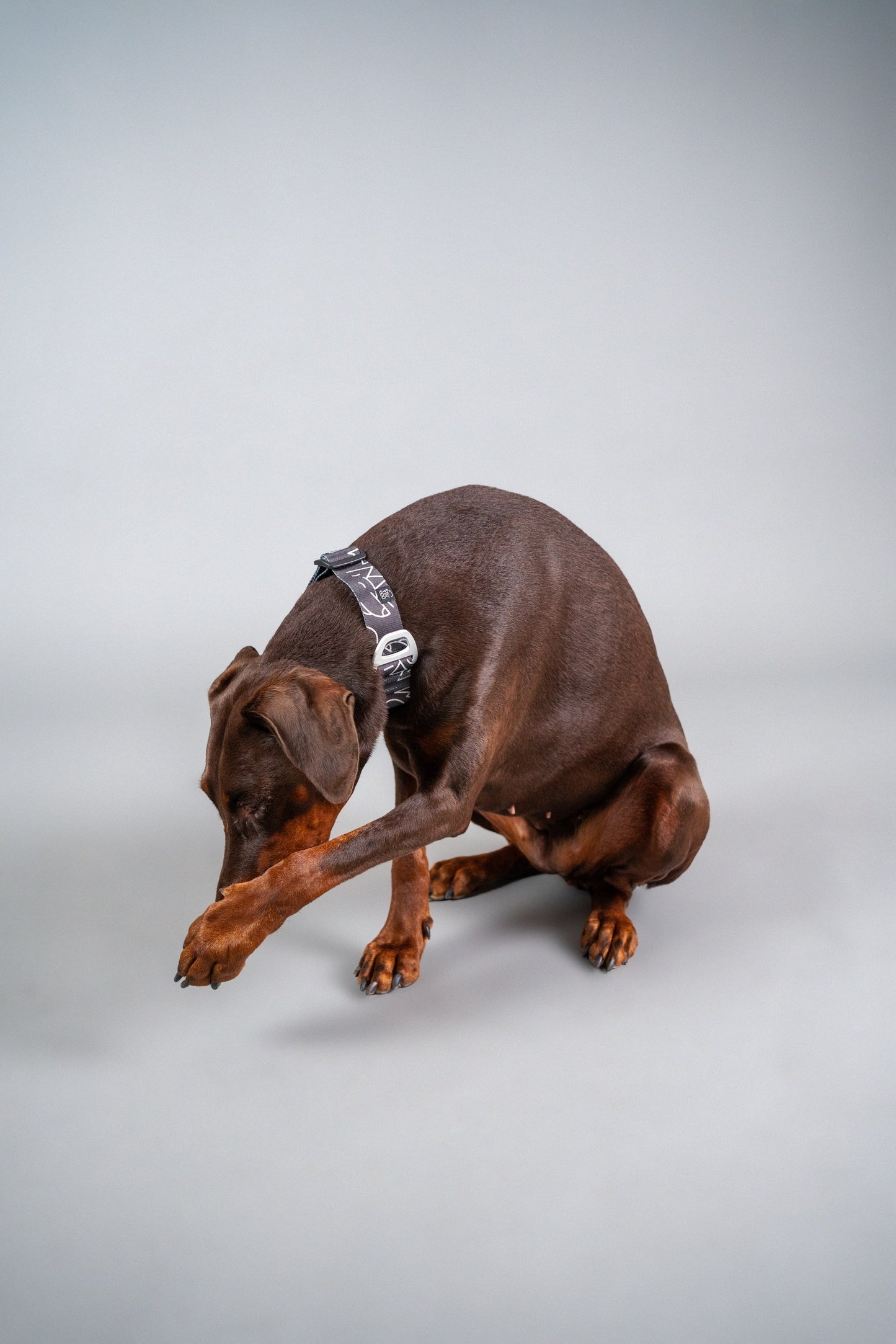 Dog Collar Dark Mode