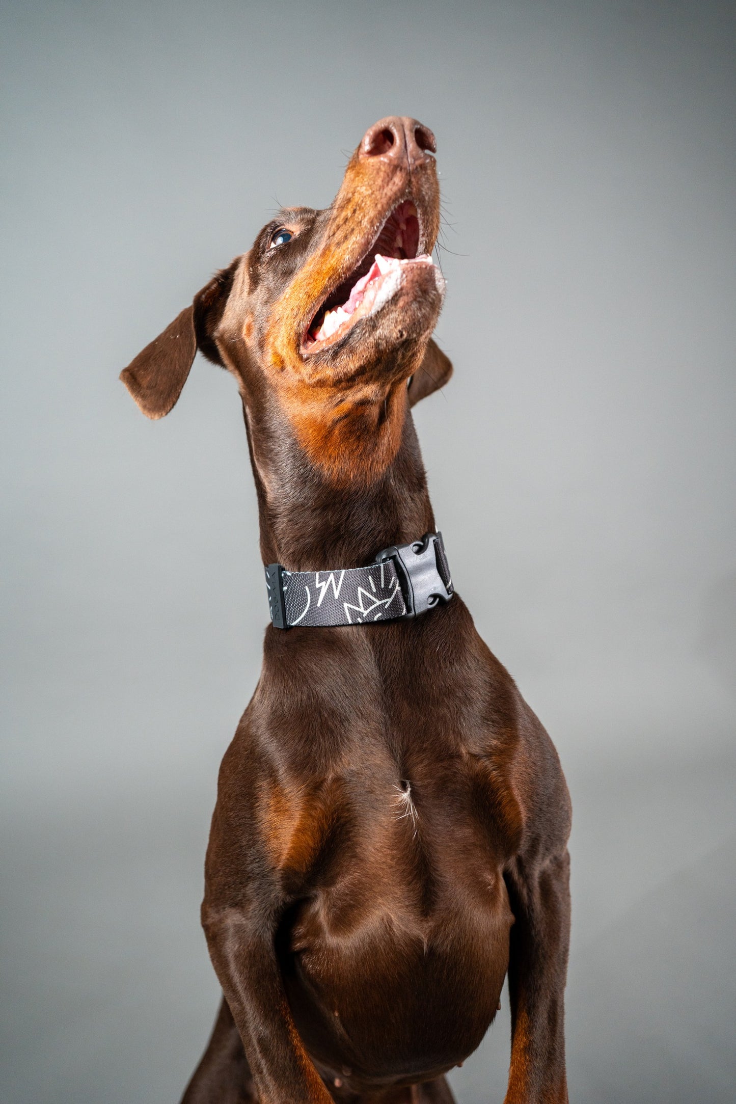 Dog Collar Dark Mode