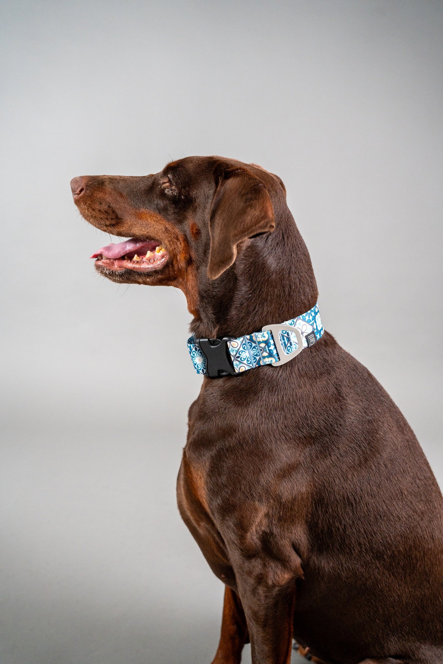 Dog Collar Tiles