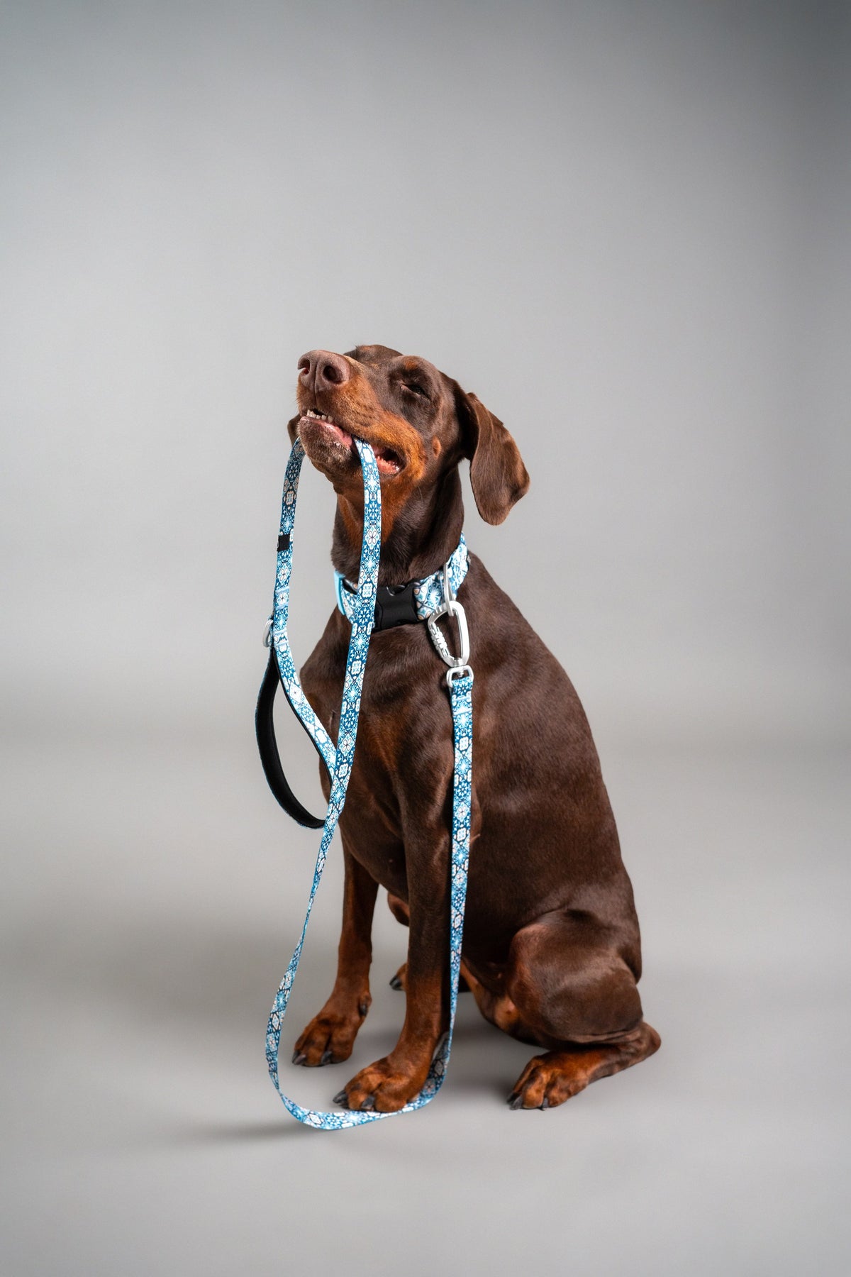 Dog Leash - Tiles