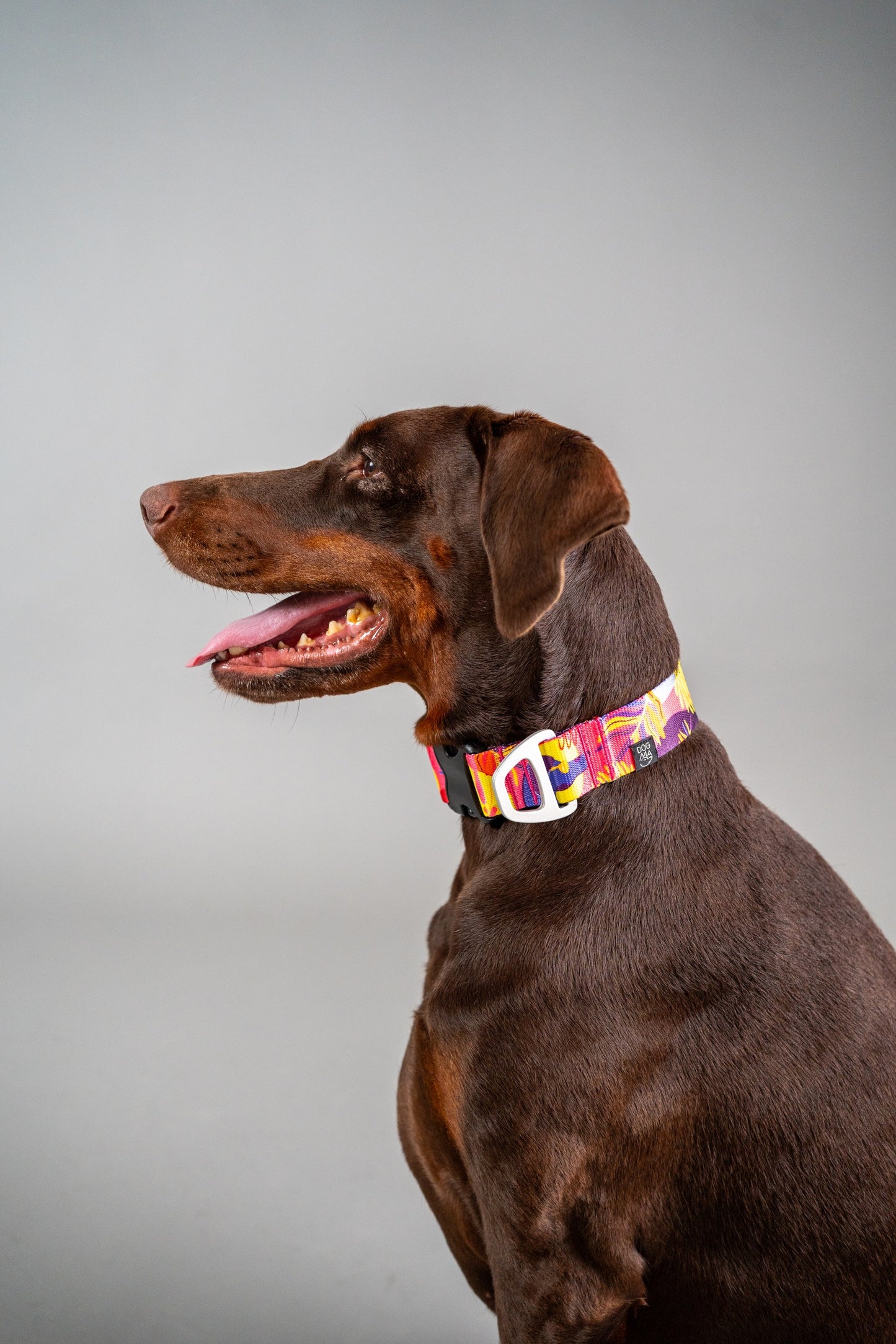 Dog Collar Tropical