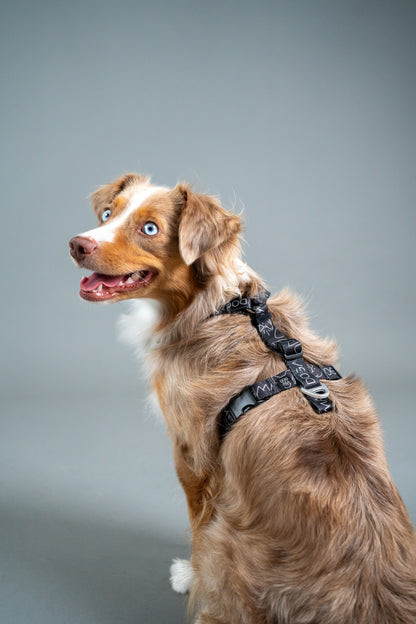 Y-Harness Dark Mode- Anatomical Dog Harness