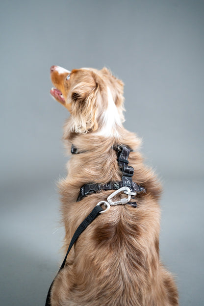 Hands-Free Hexa Leash - Black