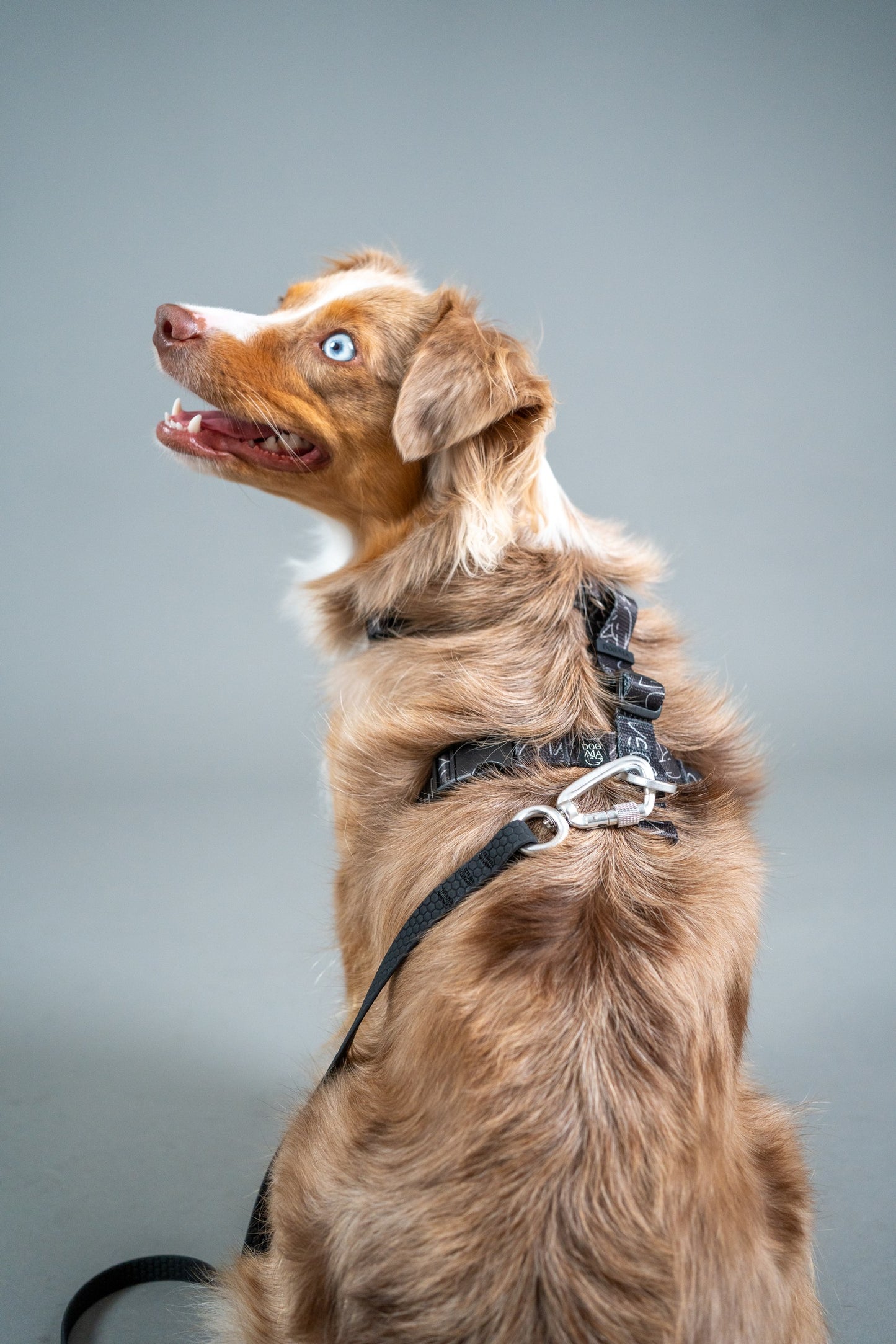 Hands-Free Hybrid Leash - Dark Mode