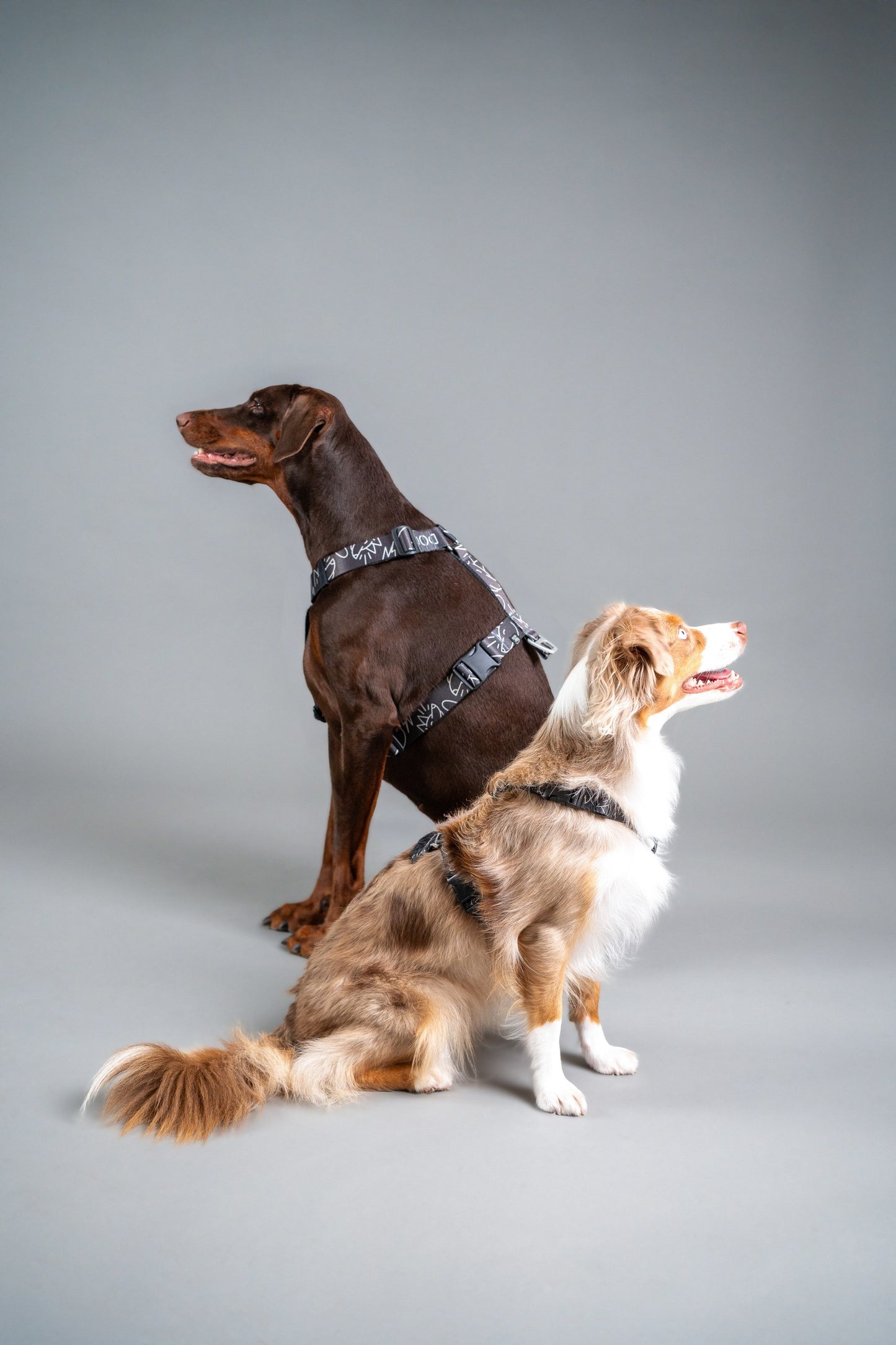 Y-Harness Dark Mode- Anatomical Dog Harness