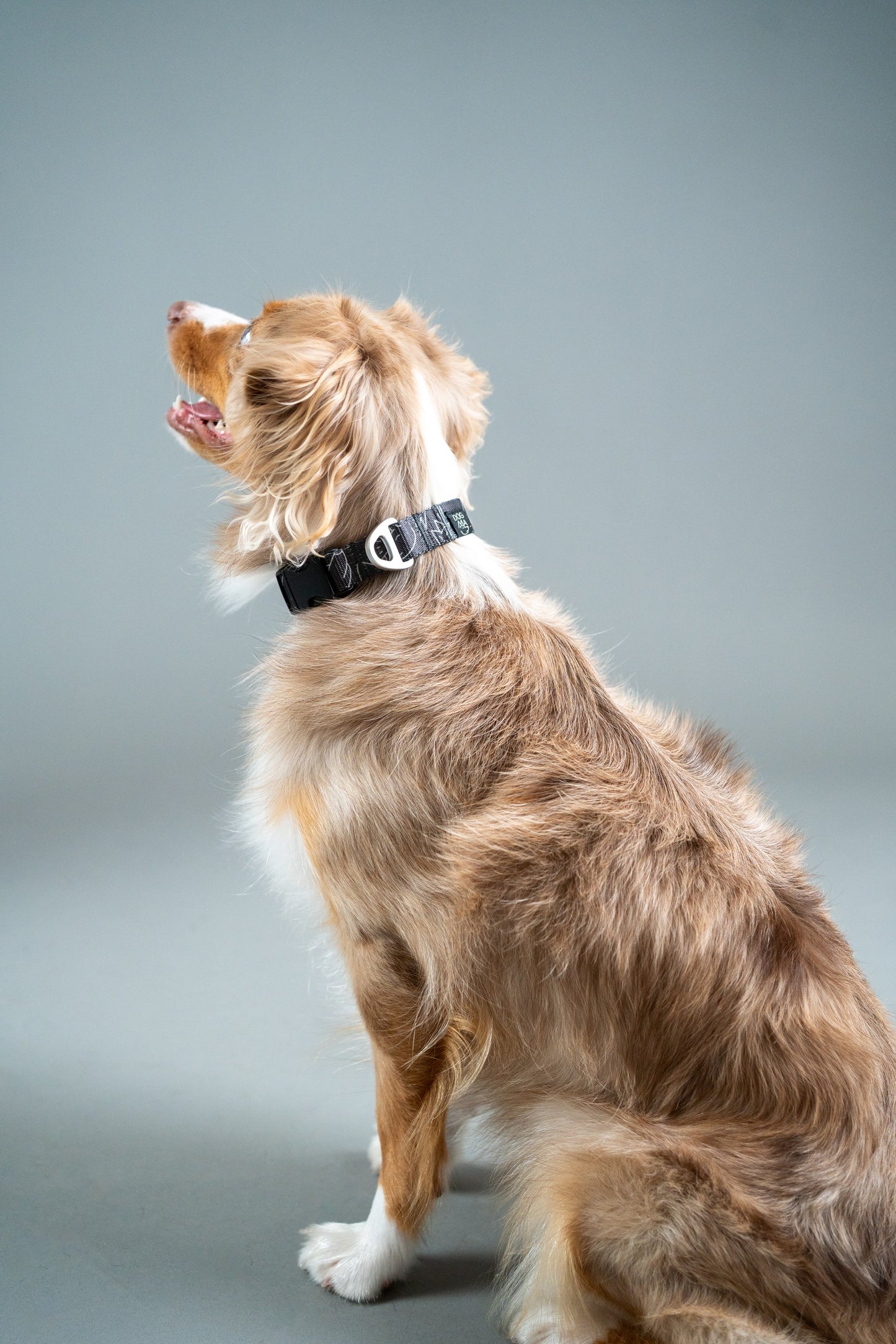 Dog Collar Dark Mode