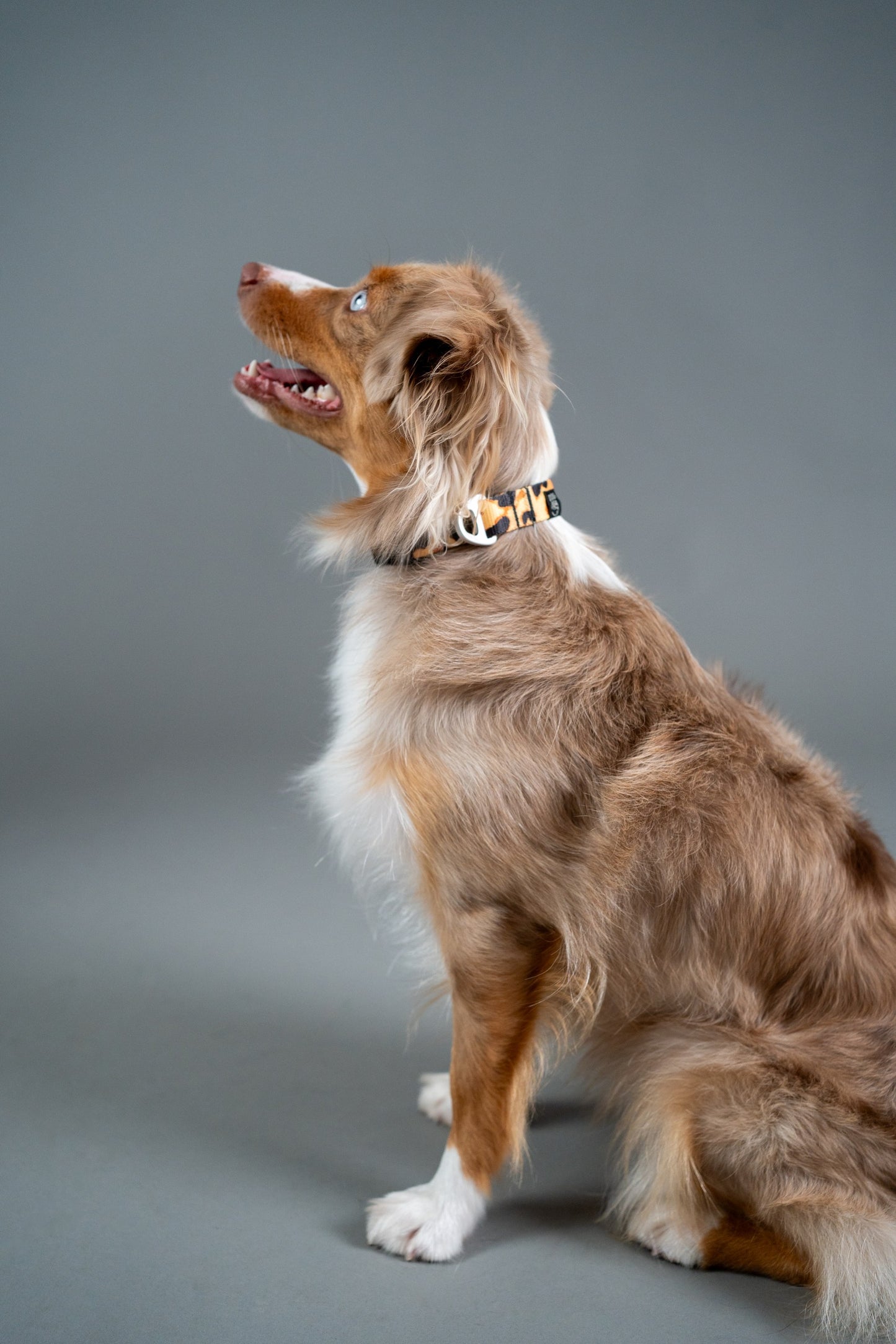 Dog Collar Classic Cheetah