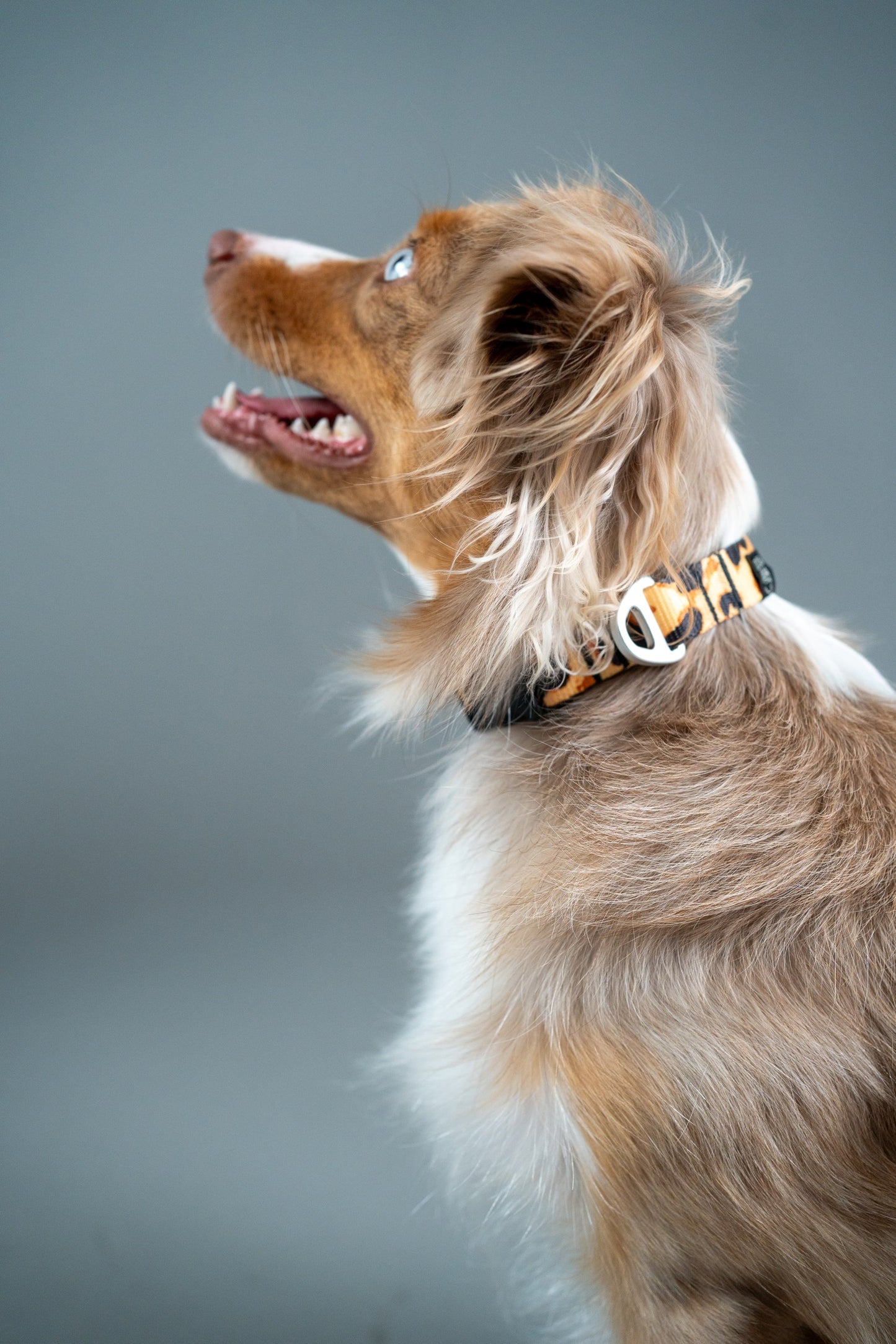 Dog Collar Classic Cheetah