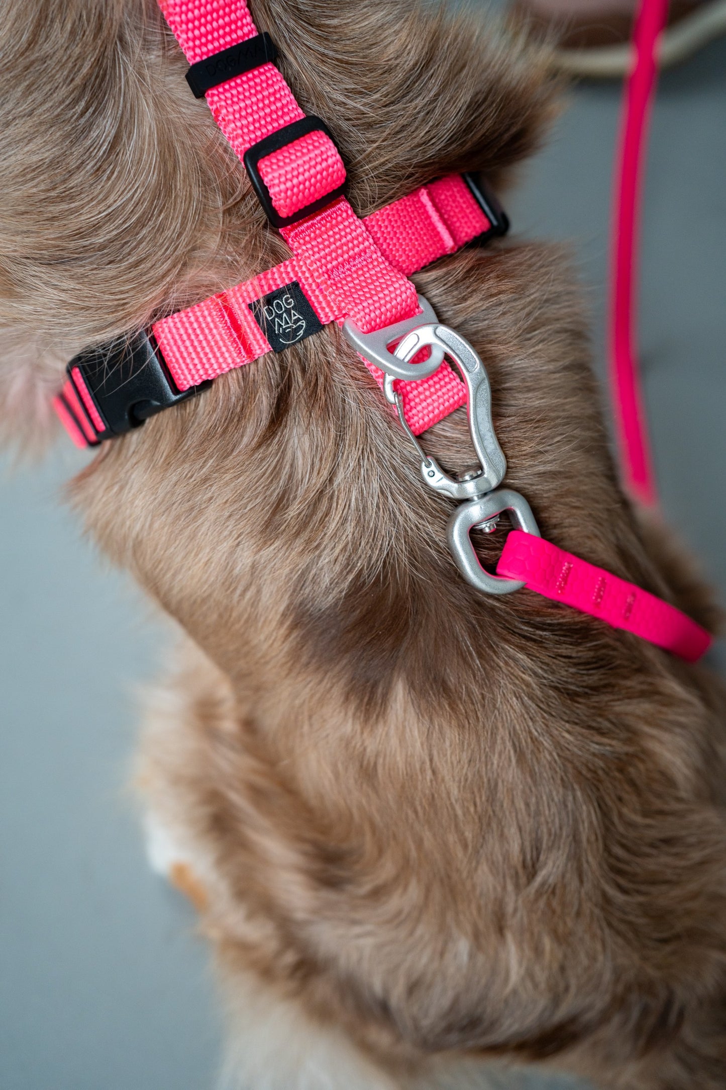 Y-Harness Pink Sorbet - Anatomical Dog Harness