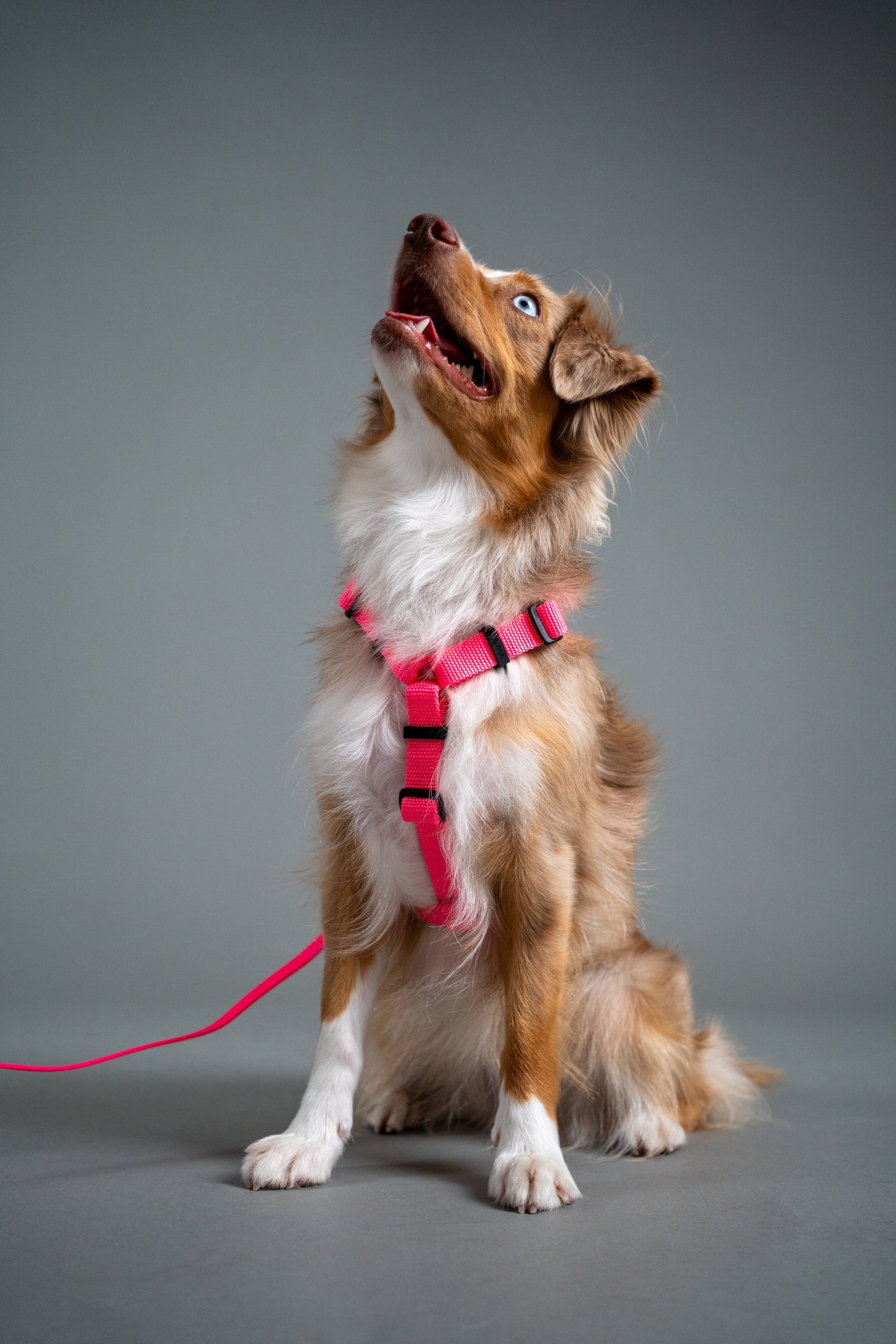 Y-Harness Pink Sorbet - Anatomical Dog Harness