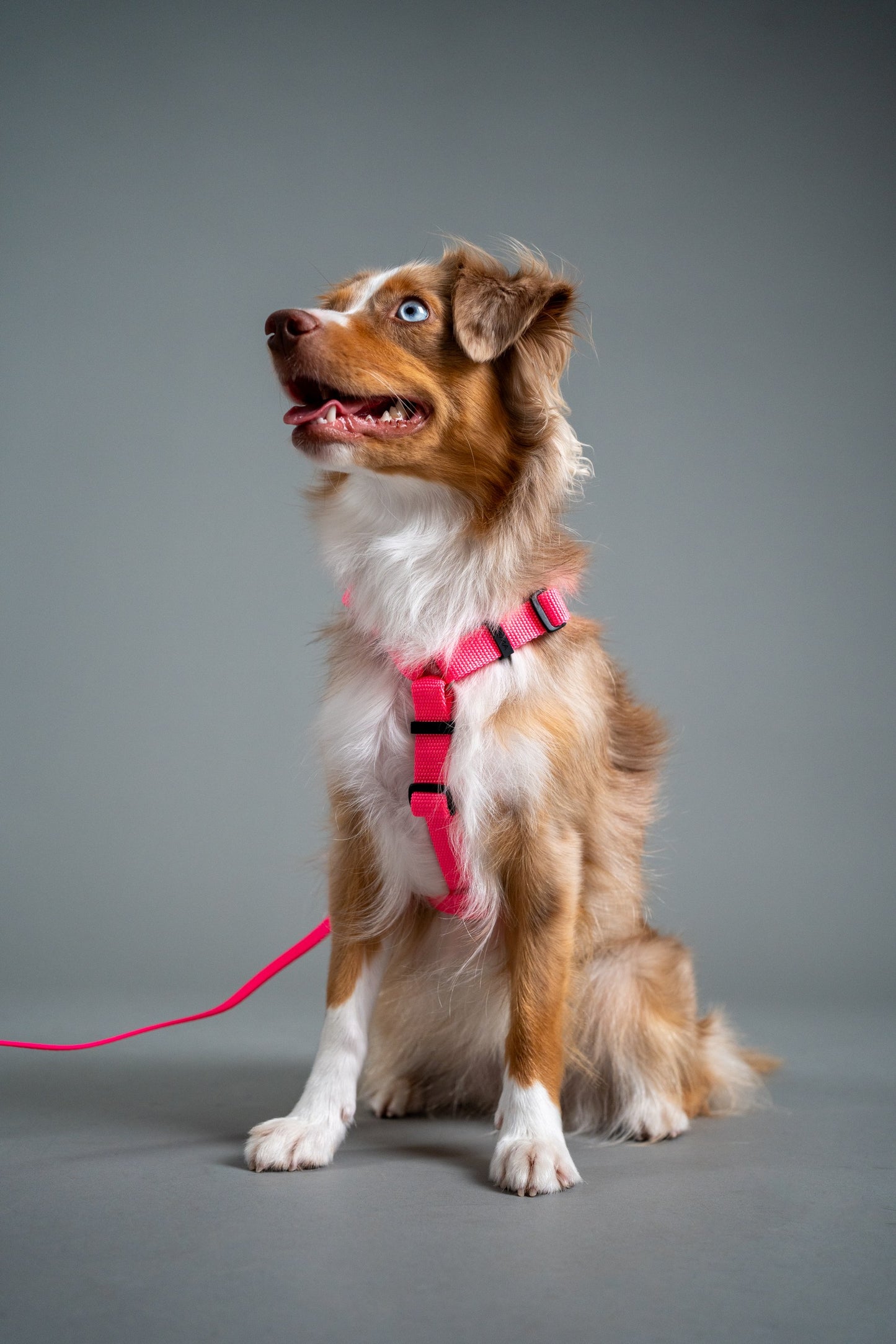 Y-Harness Pink Sorbet - Anatomical Dog Harness
