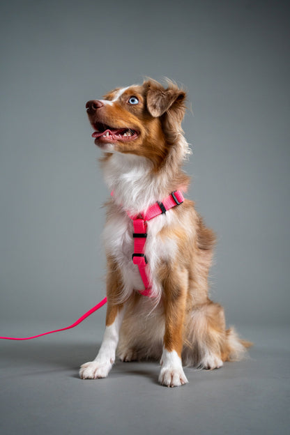 Y-Harness Pink Sorbet - Anatomical Dog Harness