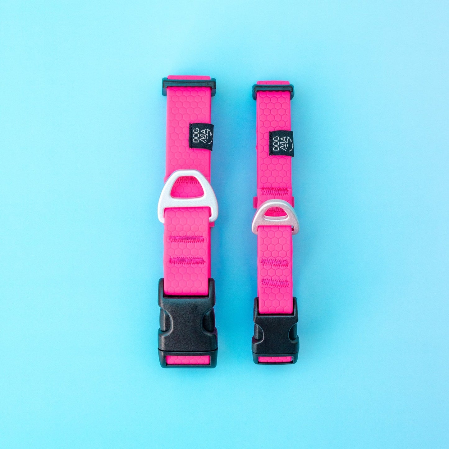Two pink dog collars with black buckles on a light blue background