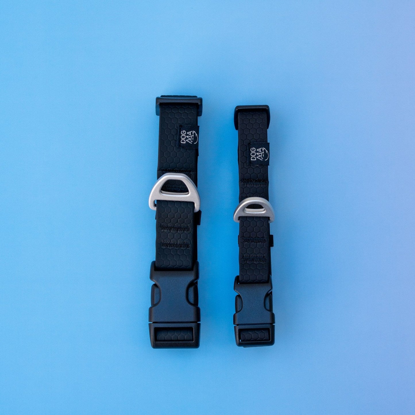 Two black dog collars with silver clasps on a blue background
