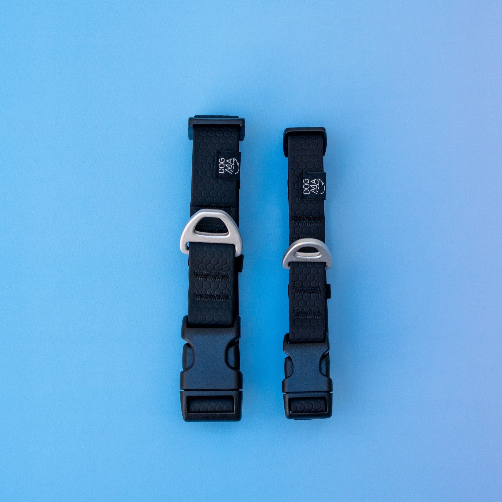 Two black dog collars with silver clasps on a blue background
