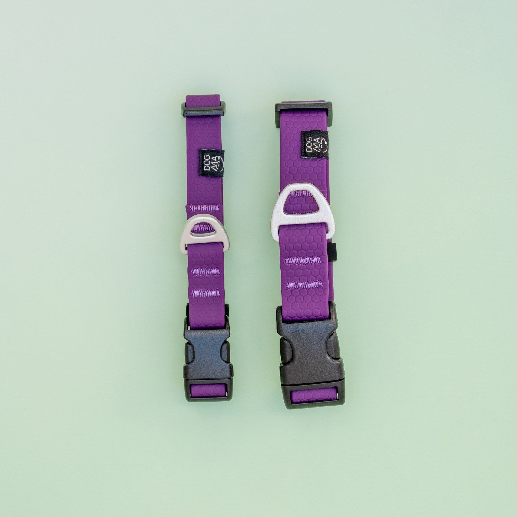 Two purple dog collars with black buckles on a light green background