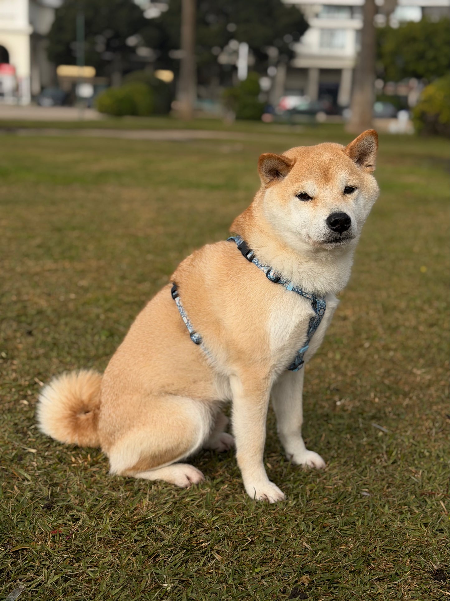Y-Harness Tiles - Anatomical Dog Harness