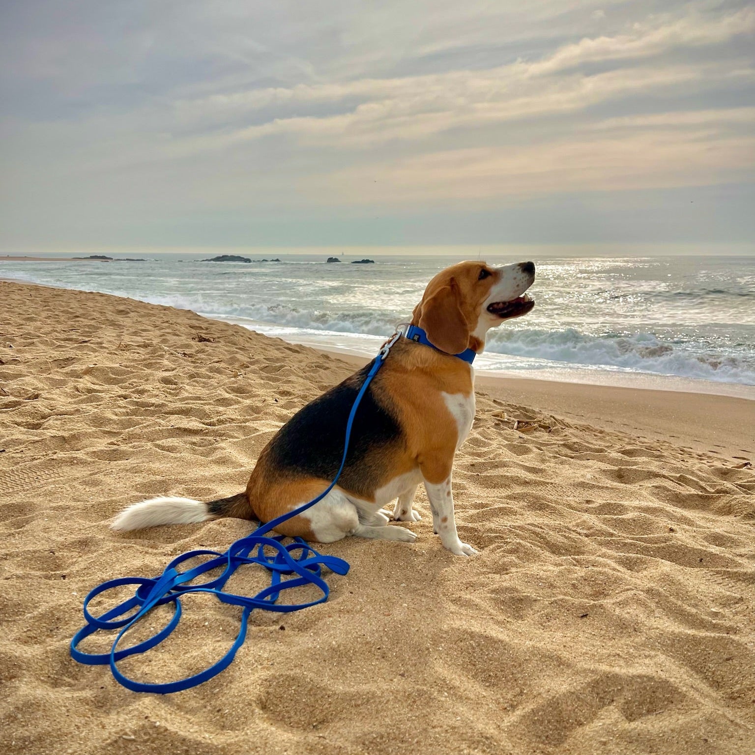 Dog on a leash sitting on a sandy beach with ocean and sky in the background