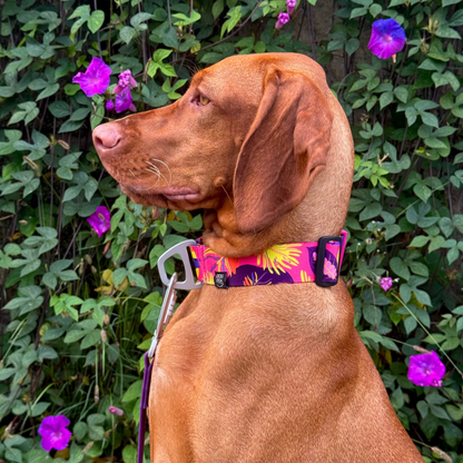 Dog Collar Tropical