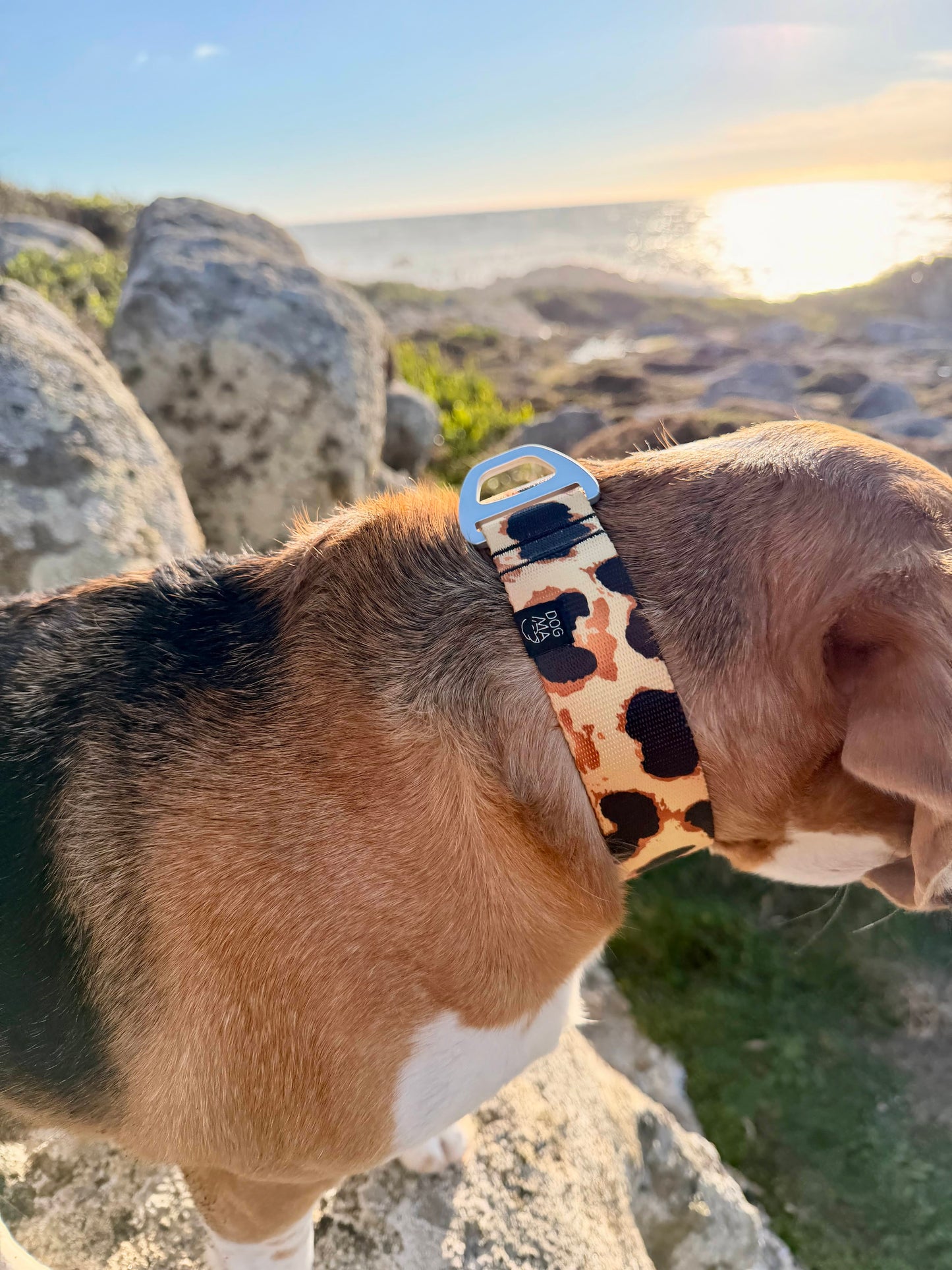 Dog Collar Classic Cheetah