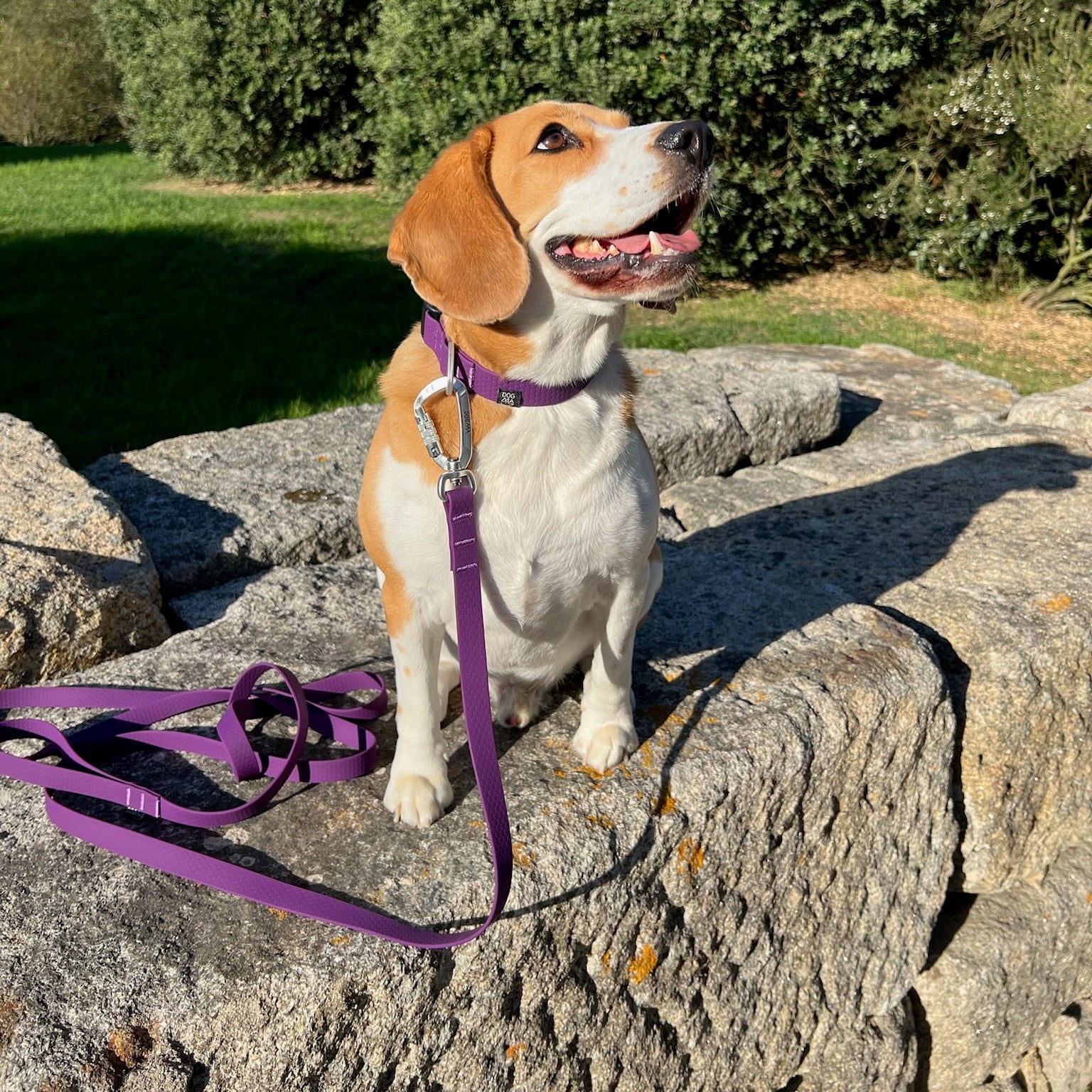 Dog with a purple leash sitting on a stone wall outdoors